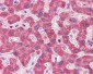 NDUFAF2 / NDUFA12L Antibody (C-Terminus)